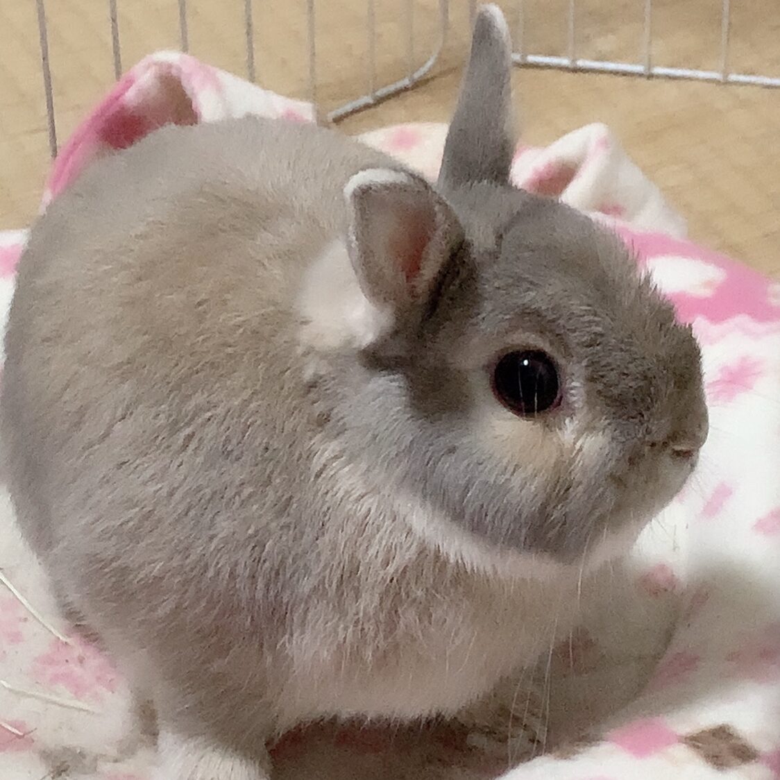 長岡藍里さんの趣味・特技の写真1